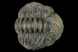 Large, Wide, Enrolled Pedinopariops Trilobite #169562-5